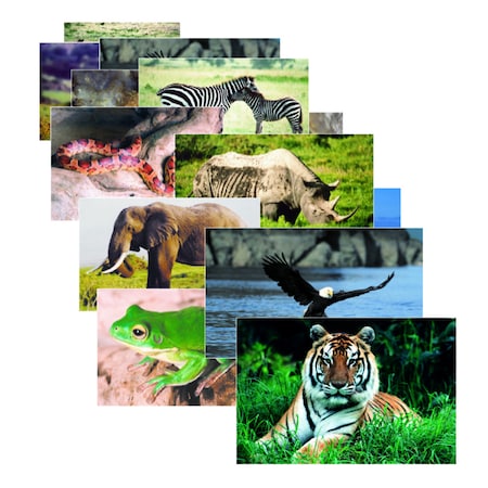 Stages Learning Materials Wild Animals Poster Set, Set of 10 151